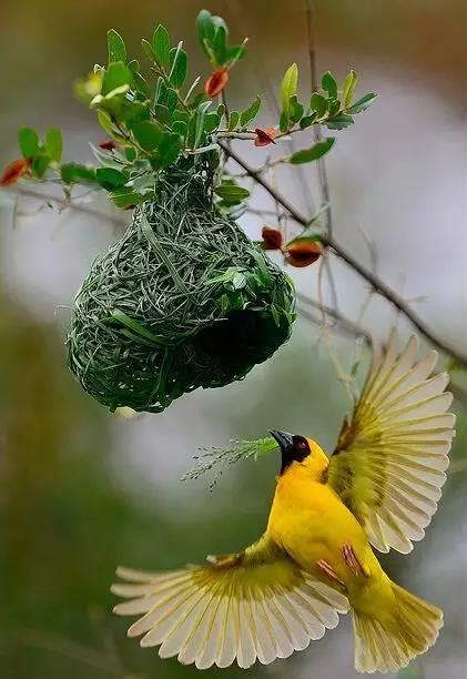 有鳥來家裡築巢|【家有鳥巢】家有鳥巢，居家風水亨通！揭開野鳥築巢。